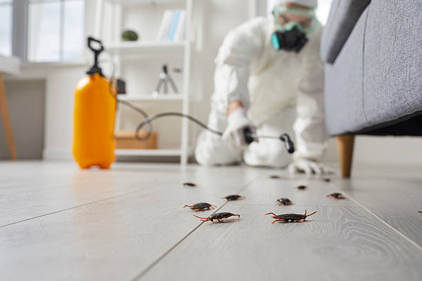 Post-Treatment Bed Bug Interceptor Monitoring in Trinity